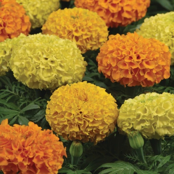Растение Тагетес (крупноцветковый) d9/h10