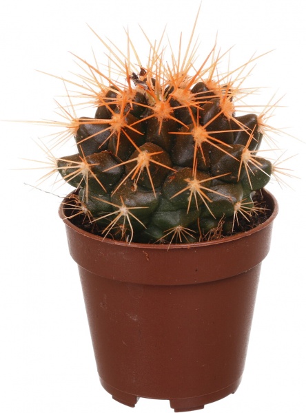 Растение Eхинокактус колор d5,5/h8