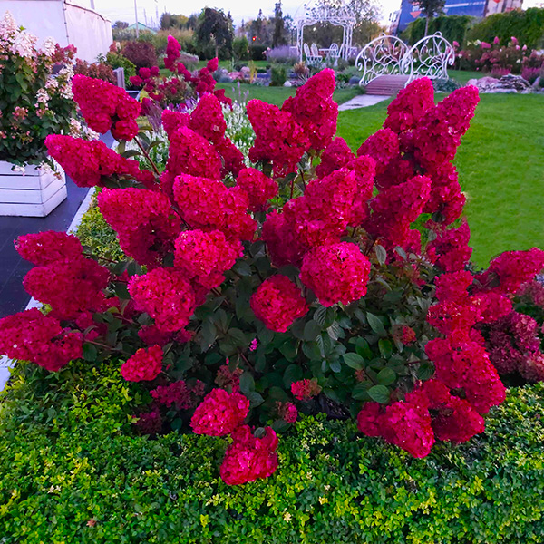 Растение декоративное Яскрава Гортензия Lidia