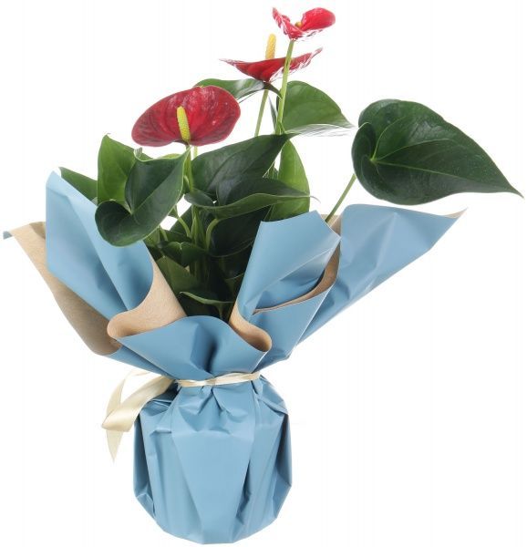 Растение Антуриум Andreanum мікс 12x35 см