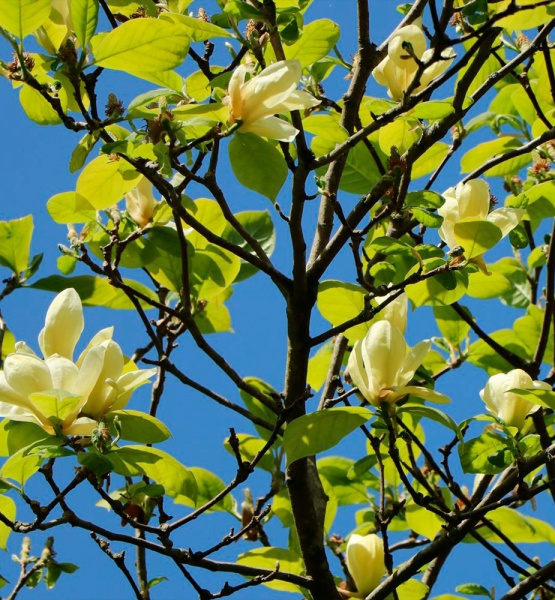 Растение Магнолия / Magnolia Yellow Lantern, С15