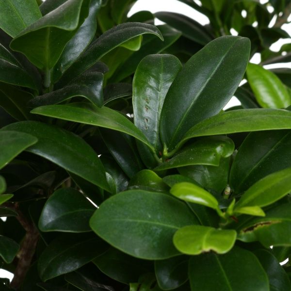 Растение комнатное Бонсай 20х45 см