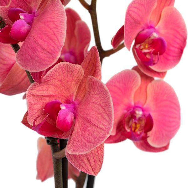 Растение Фаленопсис микс 1 ветка 9х35/45 см