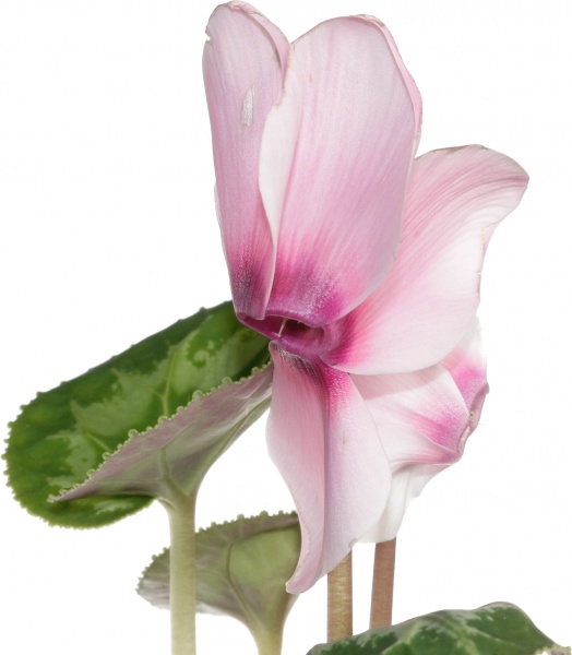 Растение цикламен d12