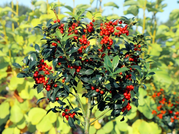 Рослина Падуб гостролистий P9