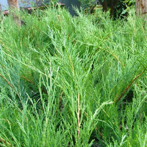 Растение Можжевельник казацкий Blue Sparkle (V21-F23 d70-80 WRB)