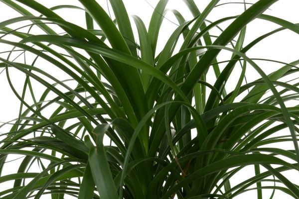 Растение комнатное Бокарнея на штамбе 24x80 см