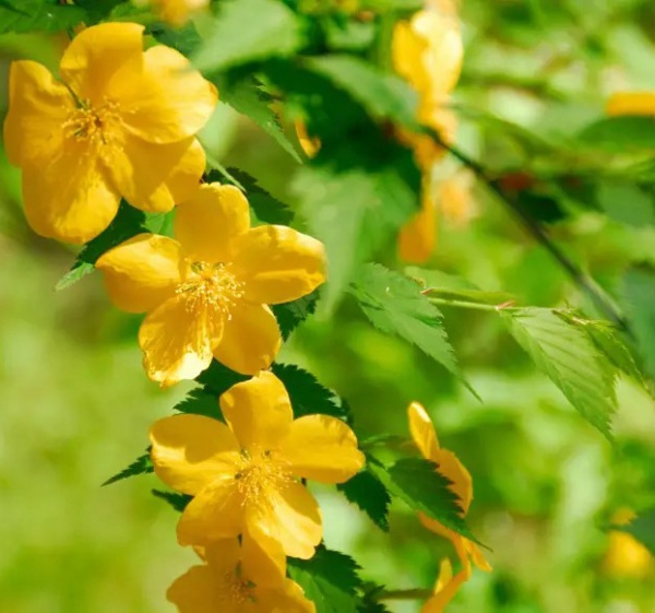 Растение Керрия японская Голден Гвинеа/Kerria japonica 'Golden Guinea' С1/Н 30-50