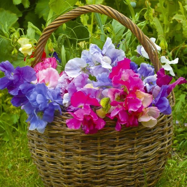 Семена Професійне насіння горошек душистый Купидон смесь 2г (4823058202884)