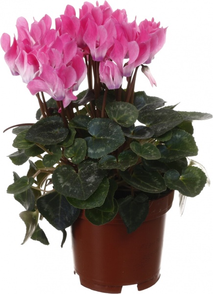 Растение комнатное Цикламен микс d10/h20