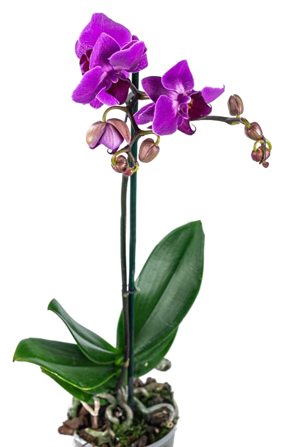 Рослина кімнатна Фаленопсис 12х55 см 1 стовбур мікс Van Geel