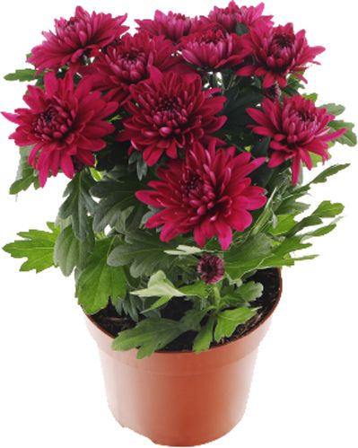 Растение Хризантема 3pp 12x25 см