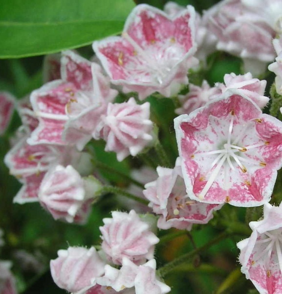 Рослина Кальмія Ханя/Kalmia ’HANIA’ р12 /Н 10