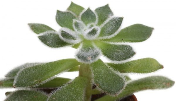 Рослина Сукулент 6х10 см