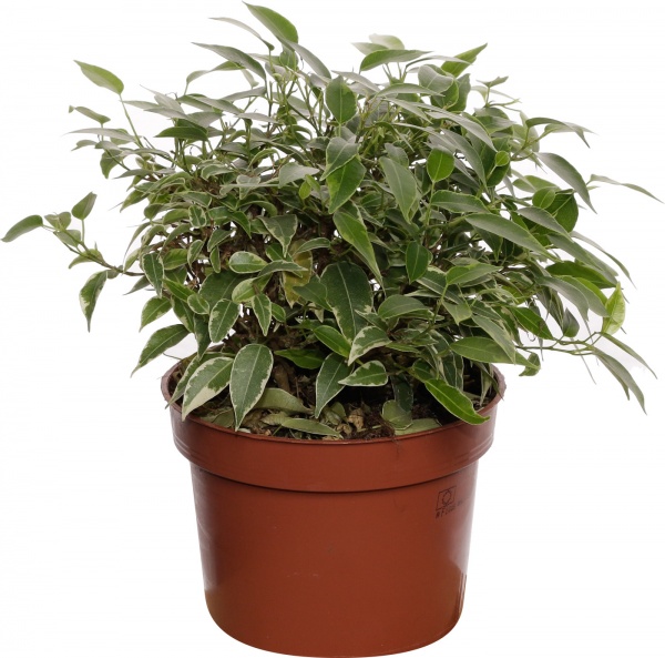 Растение фикус бен даниэлла 12/40