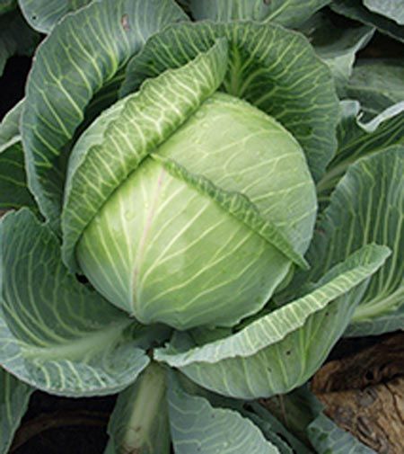Семена Садовий Світ капуста белокочанная Ярославна 1г