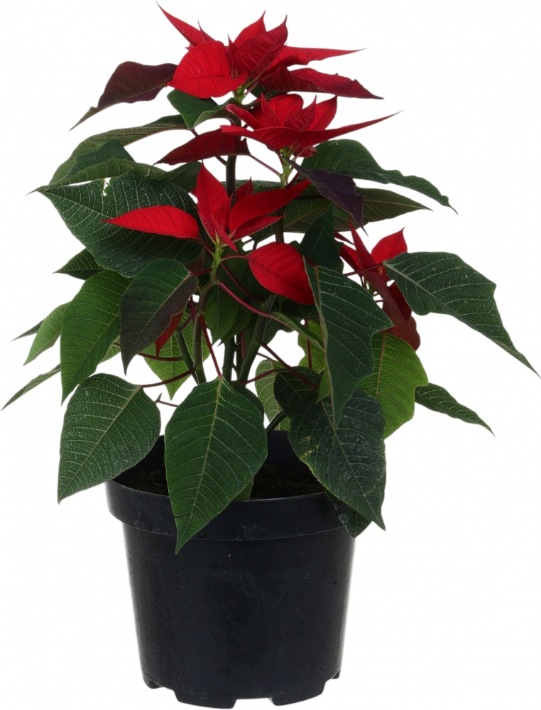 Растение комнатное Пуансетия Эуфорбия пульцерима d17