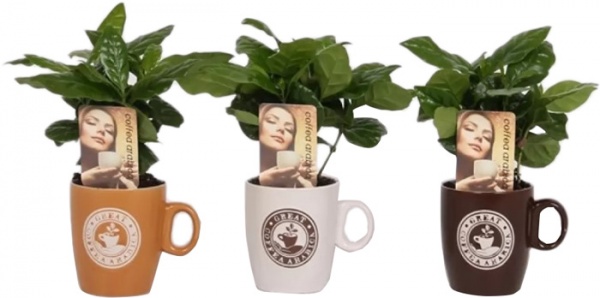 Рослина кімнатна Кава Арабіка в кавовій чашці 9/17