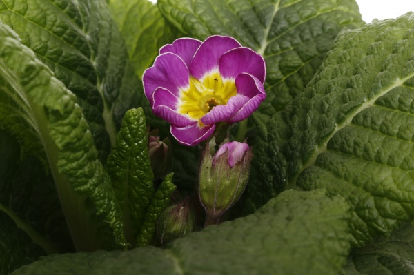 Растение комнатное Корзина 13 Нарцисс 3+Примула овал две ручки