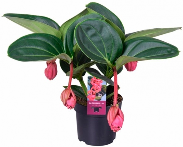 Рослина кімнатна Медінілла Candy Piccolini 14x35