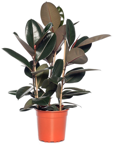 Рослина Фікус elastica Абіджан 12/35