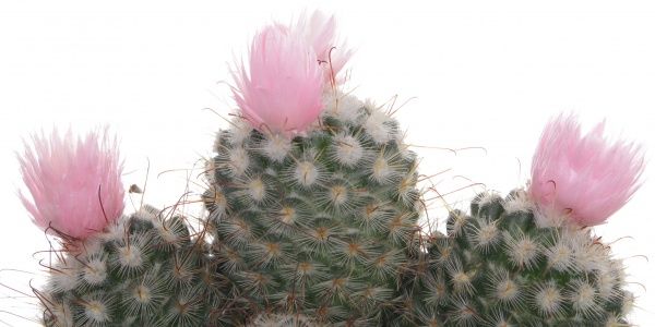 Растение Кактус микс из искусственным цветком 8/12