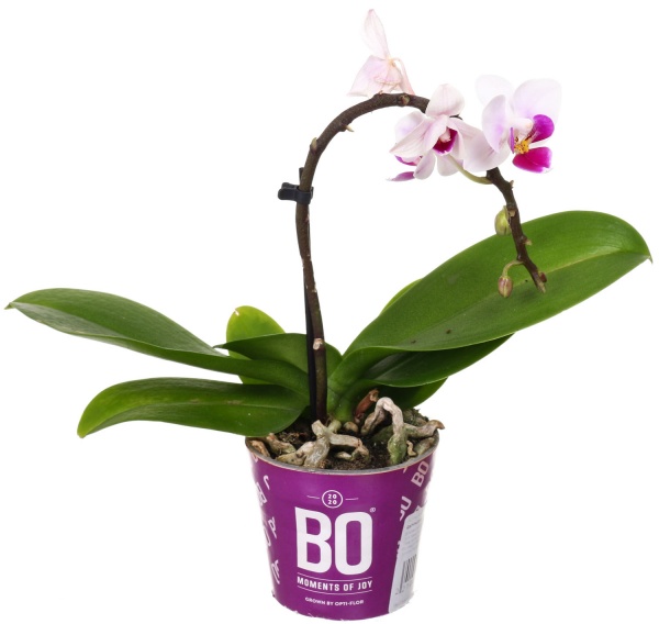 Рослина Фаленопсіс міні мікс 6/20