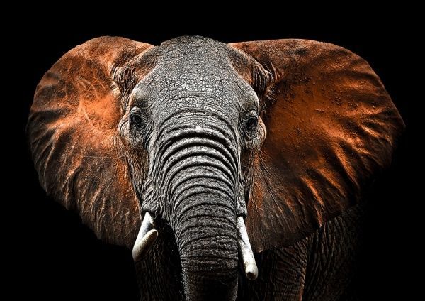 Репродукція Слон 113x85 см Styler 