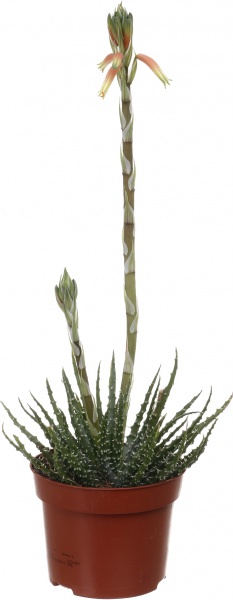 Растение комнатное Алое/Хавортия микс d12/h18