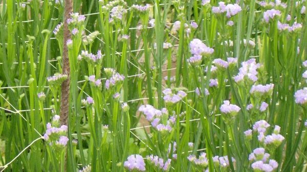 Сітка полімерна TENAX для підтримки рослин ОРТИНЕТ