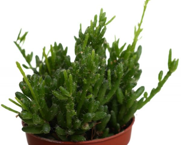 Рослина Ріпсаліс 5х10 см