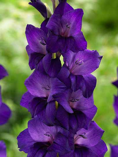 Бульбоцибулина гладіолуса Пьорпл Флора 3 шт. 