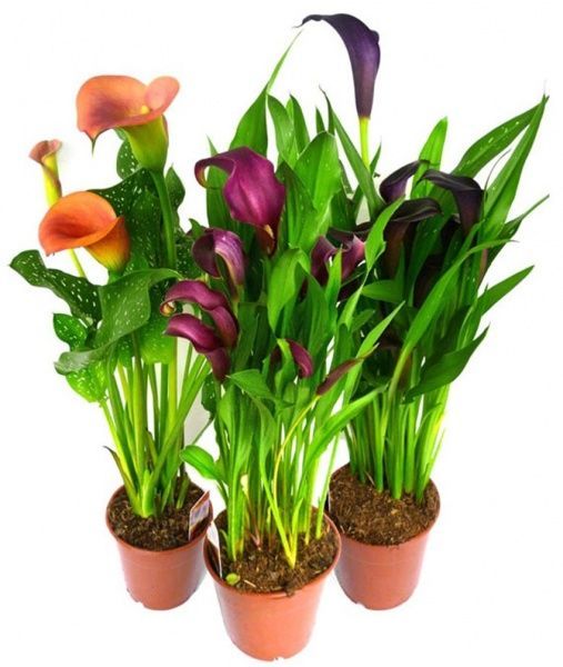 Растение Калла микс 12/40