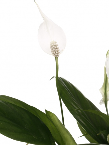 Рослина кімнатна Спатіфіллум 12/45