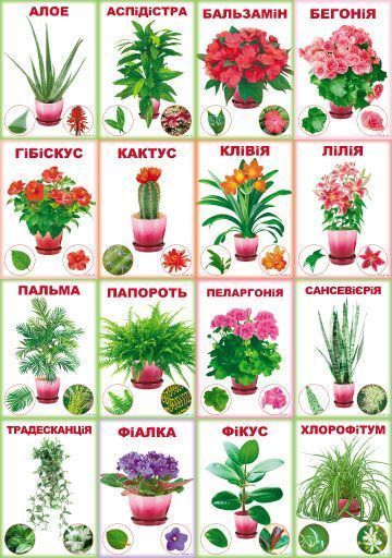 Набор учебный Комнатные цветы 