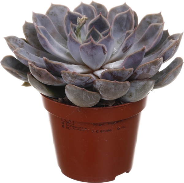 Рослина кімнатна Сукулент 8х12 см