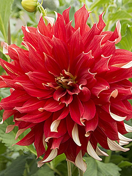 Корнеклубень георгины динеплейт Ник СР 1 шт. 