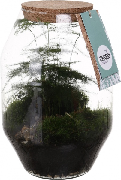 Тераріум у пляшці 17x25 см