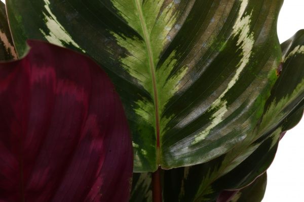 Растение Калатея 14х45 см Медальон