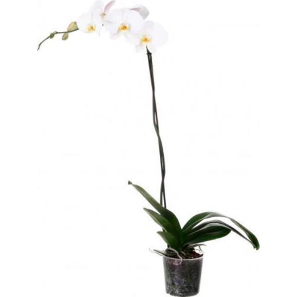 Растение Фаленопсис 1 ствол d9 h30