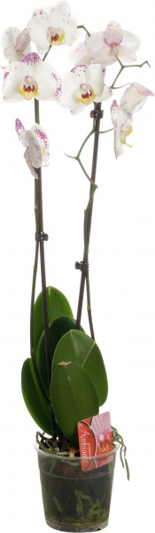 Растение комнатное Фаленопсис микс 1 ствол 12/60-70