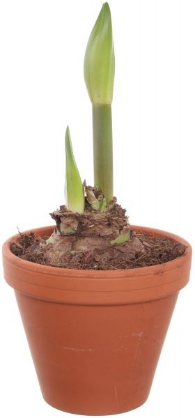 Растение Амарилис 15/55 2pp