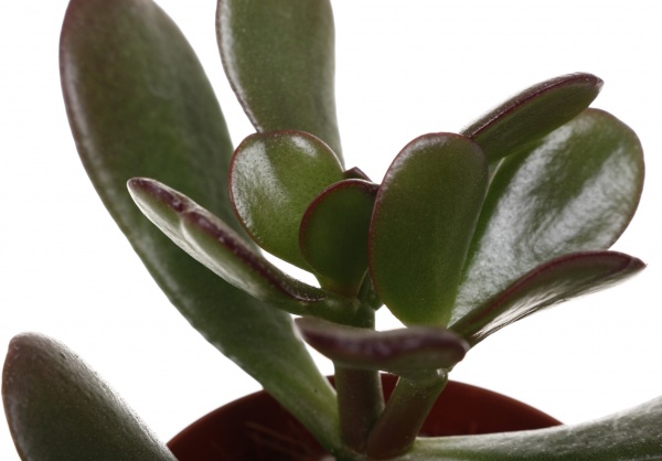 Рослина кімнатна Сукулент 5х8 см