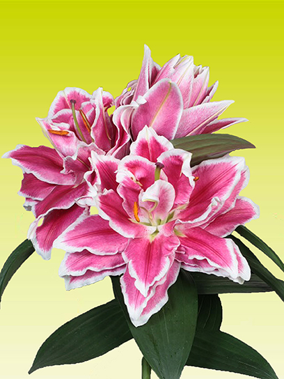 Цибулина VWS EXPORT – IMPORT OF FLOWERBULBS B.V. лілії східної горщикової Аланно 1 шт.