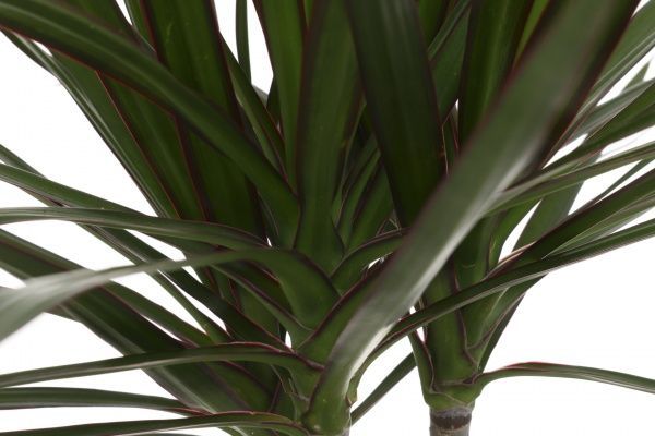 Растение комнатное Драцена 17/85 Маргината