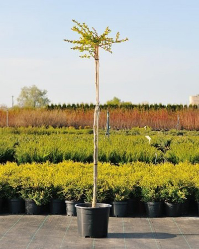 Растение Гинкго билоба / Ginkgo biloba Mariken, C10 Pa