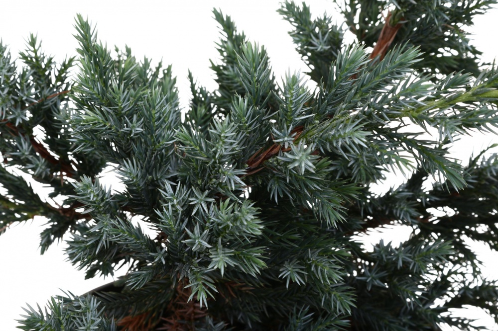 Растение Можжевельник Blue Carpet C3