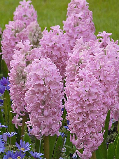 Луковица гиацинта Фондант 2 шт. 