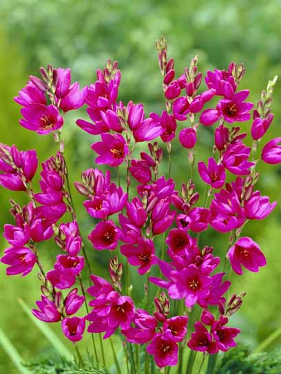 Бульбоцибулина TUBERBULB Export B.V. іксії Мейбл 5 шт. 