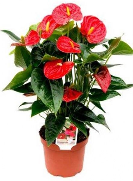 Рослина Антуріум червоний Diamond 9/35